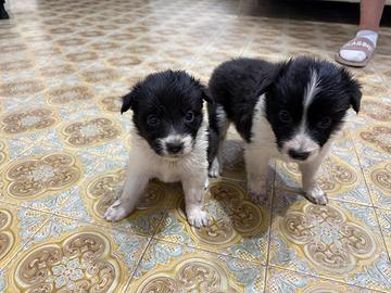 Border collie