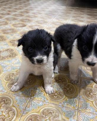 Border collie