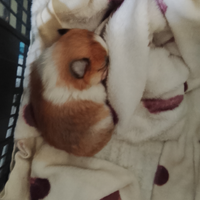 Volpino di pomerania