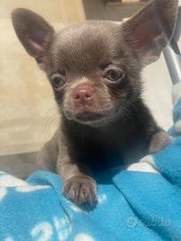 Cucciolo Lilac
