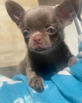Cucciolo Lilac