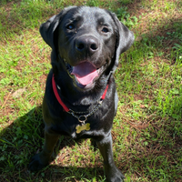 Labrador per accoppiamento monta