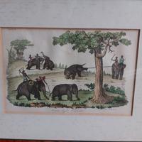 Quadro stampa antica intitolata caccia degli elefa