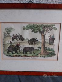 Quadro stampa antica intitolata caccia degli elefa