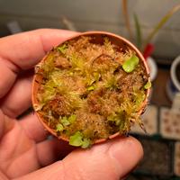 Utricularia Nephrophylla