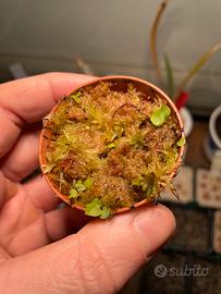 Utricularia Nephrophylla