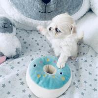 Cuccioli maltese maschietti