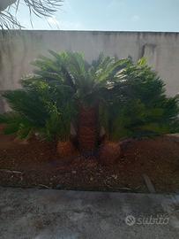 Lotto piante cycas cocos dracena