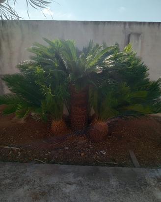Lotto piante cycas cocos dracena