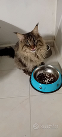 Maschio Main Coon 12 mesi ultimo che disponibile