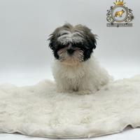 Magnifici cuccioli Shih Tzu