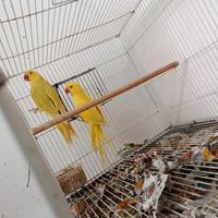 Parrocchetti dal collare