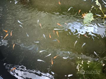 Piante x laghetti e mini pond