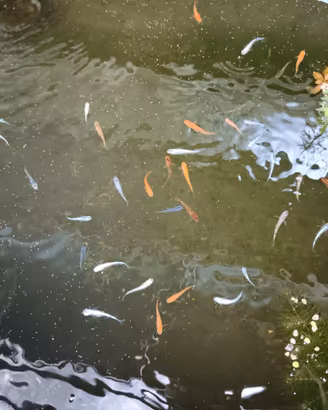 Piante x laghetti e mini pond