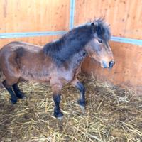 Pony