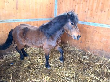 Pony