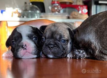 Cuccioli di bulldog francese