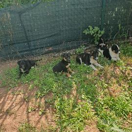 Cuccioli incrocio Border Collie  di 60 giorni 