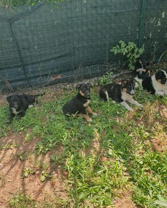 Cuccioli incrocio Border Collie  di 60 giorni 