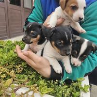 Jack russell