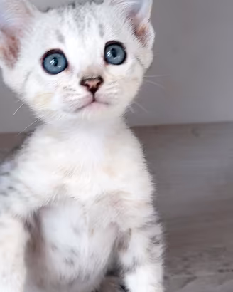 Cuccioli pura razza gatto bengala