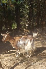 Capra tibetana