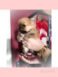 Cuccioli Spitz tedesco nano