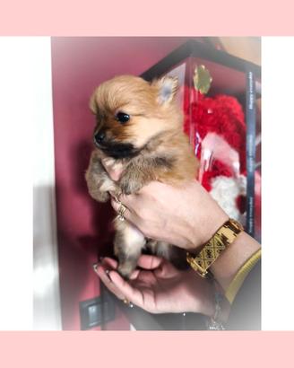 Cuccioli Spitz tedesco nano