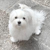 Cucciolo MALTESE con pedigree