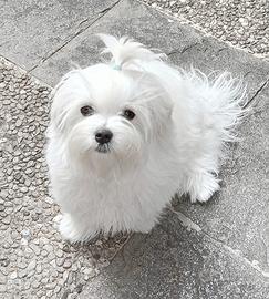 Cucciolo MALTESE con pedigree