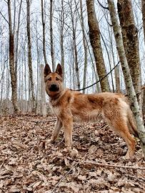 Cucciolo di Lupo Cecoslovacco - 11 mesi