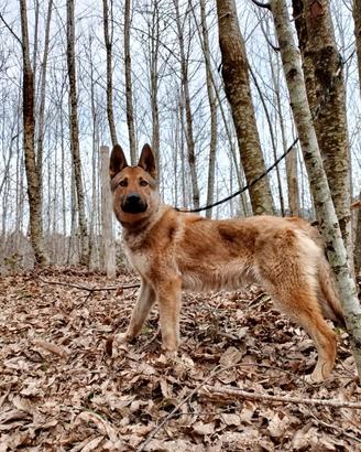 Cucciolo di Lupo Cecoslovacco - 11 mesi