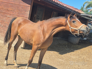 Cavalla P.S. Araba puledra 12 mesi doc. ANICA