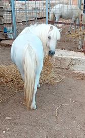Ponina