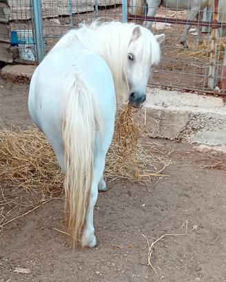 Ponina