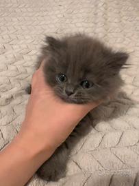 Gattini British Longhair