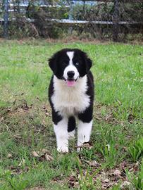 Australian shepherd