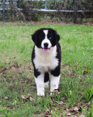 Australian shepherd