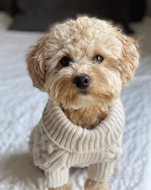 maltipoo toy