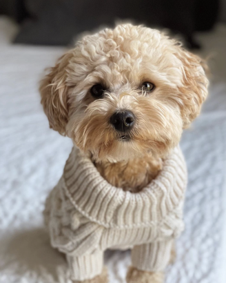 maltipoo toy