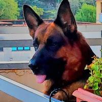 Cane per accoppiamento