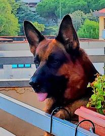 Cane per accoppiamento