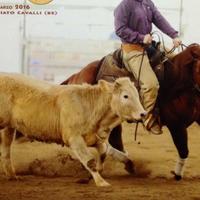 Stallone Quarter Horse