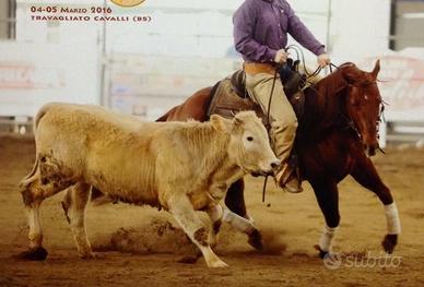 Stallone Quarter Horse