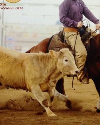 Stallone Quarter Horse