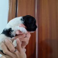 Maltipoo cucciola Bianco Nera