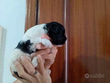 Maltipoo cucciola Bianco Nera