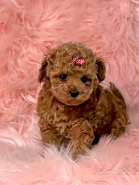 Barboncini toy - poodle puppy