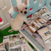 Chihuaua enci