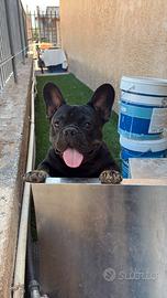 Bulldog francese